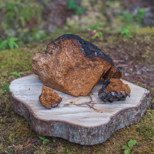 Chaga Mushroom