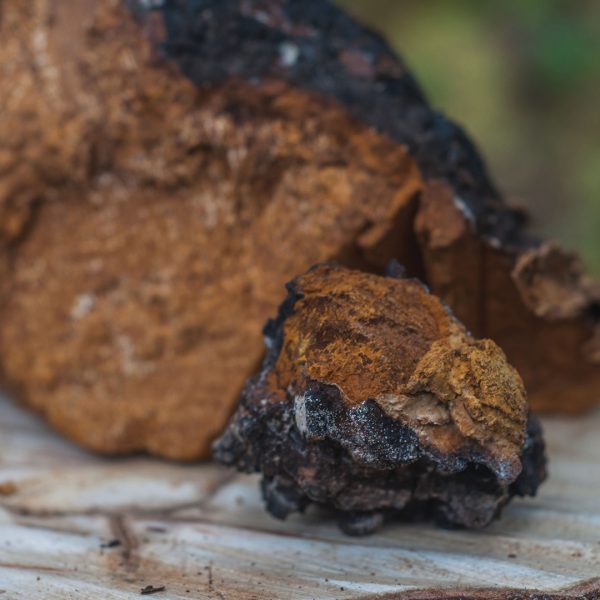 Chaga Mushroom - Image 2