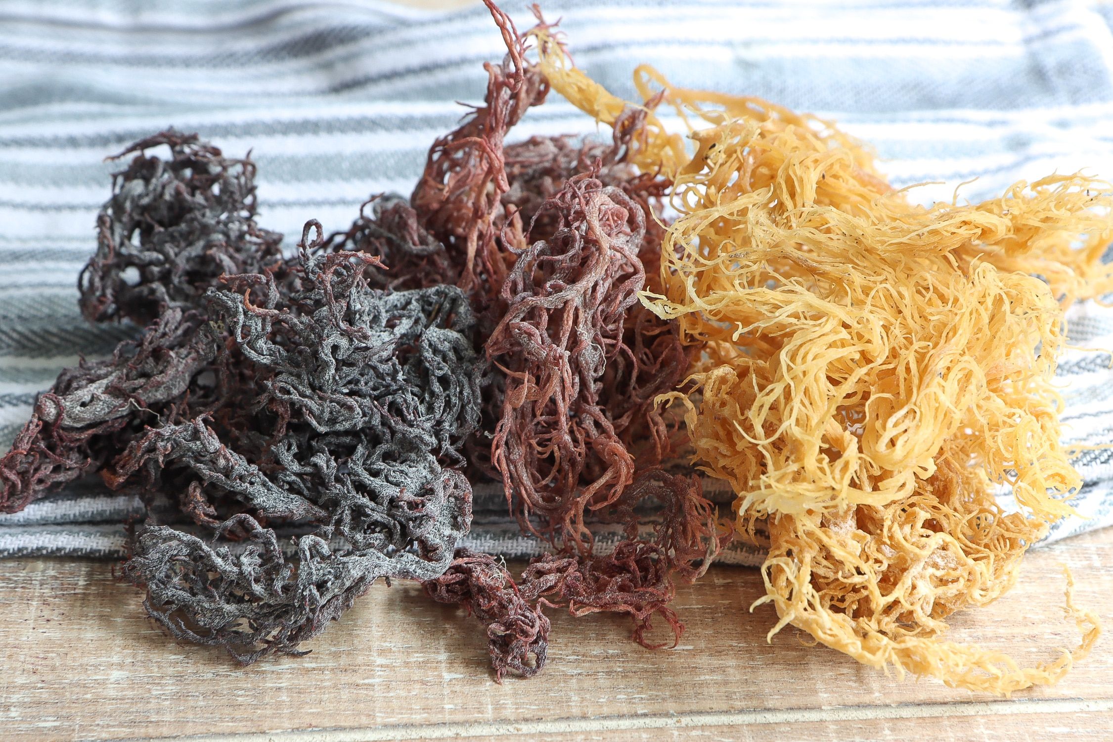 Featured image for “Sea Moss | What Is It?”